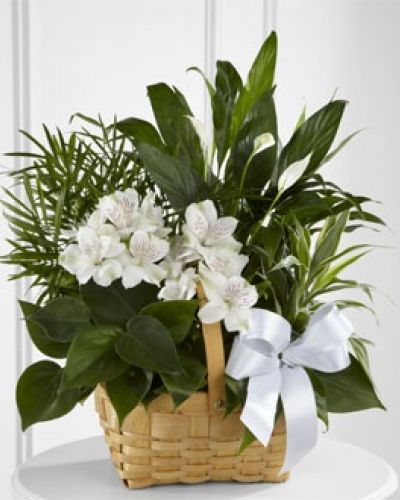 The FTD® Peace & Serenity™ Dishgarden is a gorgeous way to convey your deepest sympathies for your special recipient's loss. A collection of incredibly beautiful plants accented by stems of white Peruvian lilies. The presentation arrives in a natural woodchip rectangular basket accented with a white satin ribbon, to commemorate the life of the deceased and offer comfort and peace with its lush elegance.
<ul>
<li>Our florists hand-design each arrangement, so colors, varieties and containers may vary due to local availability</li>
</ul>